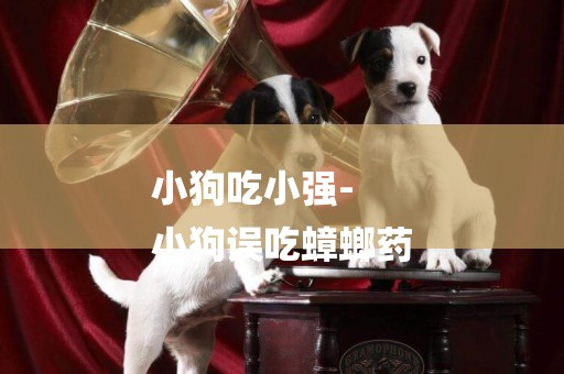 小狗吃小強-
小狗誤吃蟑螂藥