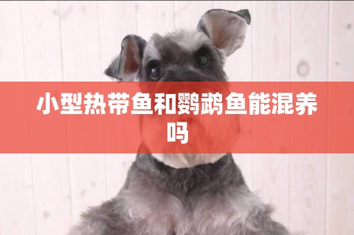 小型熱帶魚和鸚鵡魚能混養嗎