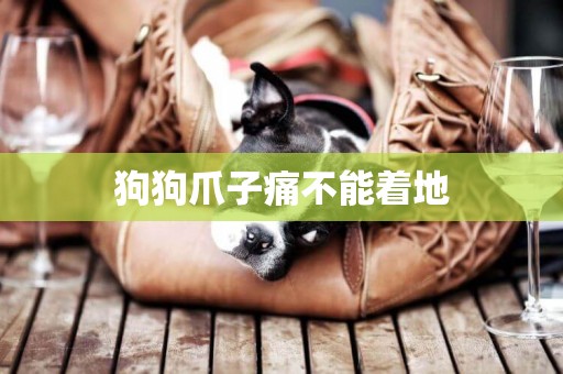 狗狗爪子痛不能著地