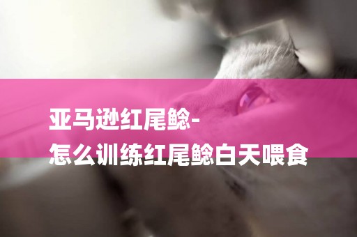 亞馬遜紅尾鯰-
怎么訓練紅尾鯰白天喂食