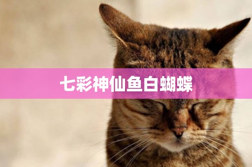 七彩神仙魚白蝴蝶