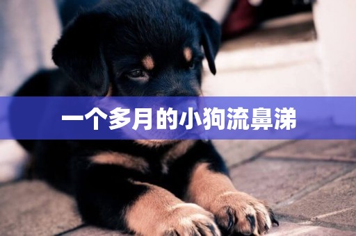 一個多月的小狗流鼻涕