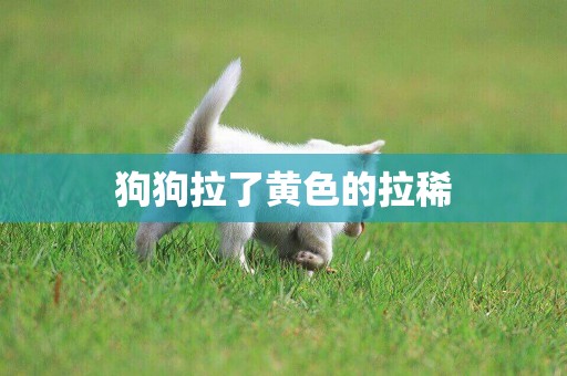 狗狗拉了黃色的拉稀