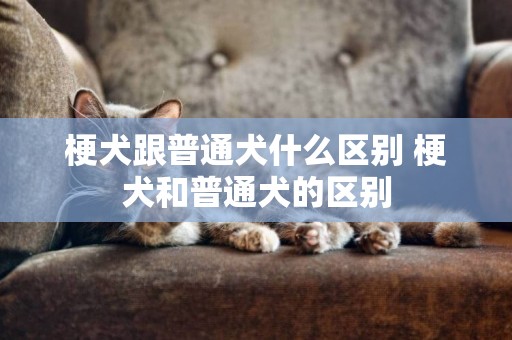 梗犬跟普通犬什么區別 梗犬和普通犬的區別