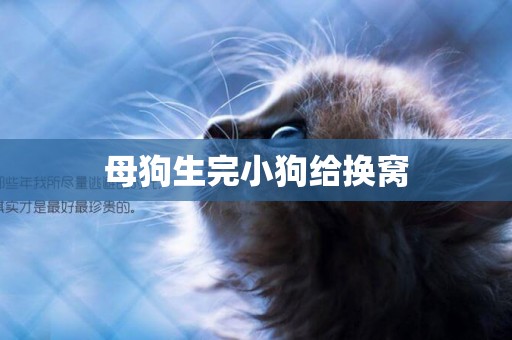 母狗生完小狗給換窩