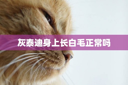 灰泰迪身上長白毛正常嗎