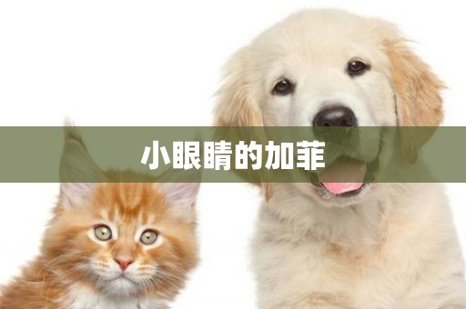 小眼睛的加菲