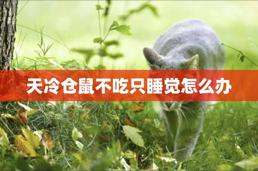 天冷倉鼠不吃只睡覺怎么辦