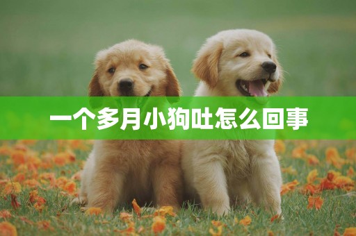 一個多月小狗吐怎么回事