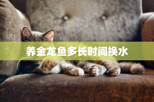 養金龍魚多長時間換水