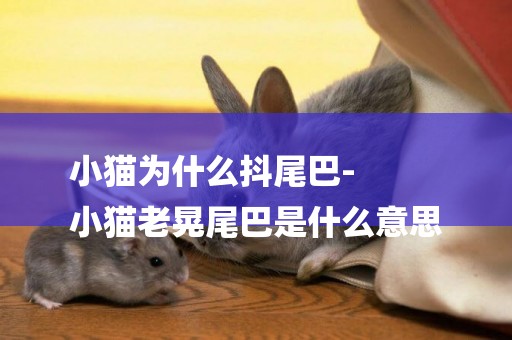 小貓為什么抖尾巴-
小貓老晃尾巴是什么意思