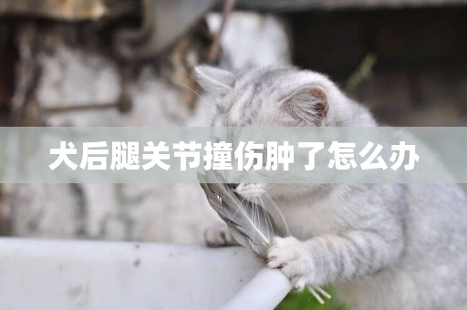 犬后腿關節撞傷腫了怎么辦