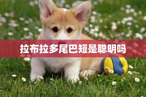 拉布拉多尾巴短是聰明嗎
