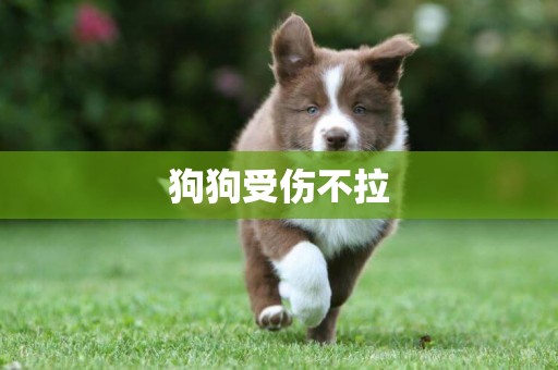 狗狗受傷不拉