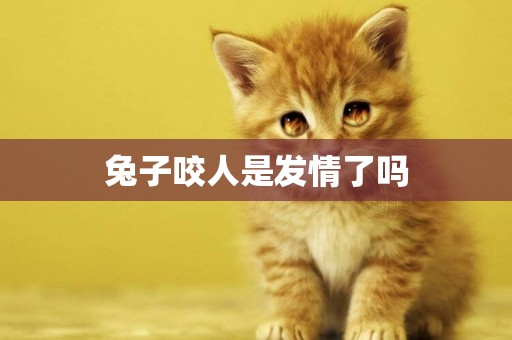兔子咬人是發情了嗎