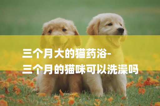 三個月大的貓藥浴-
三個月的貓咪可以洗澡嗎