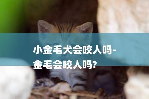 小金毛犬會咬人嗎-
金毛會咬人嗎?