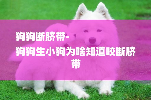 狗狗斷臍帶-
狗狗生小狗為啥知道咬斷臍帶