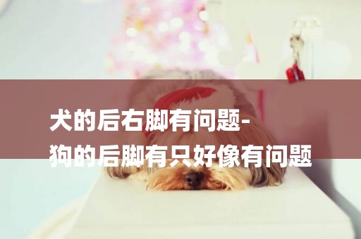 犬的后右腳有問題-
狗的后腳有只好像有問題