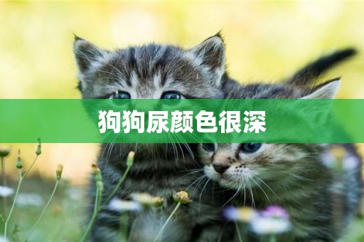 狗狗尿顏色很深