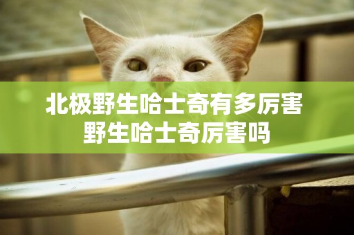 北極野生哈士奇有多厲害 野生哈士奇厲害嗎
