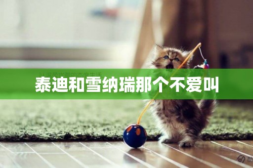 泰迪和雪納瑞那個不愛叫