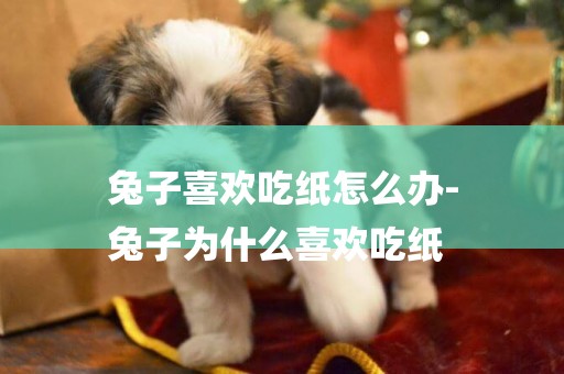 兔子喜歡吃紙怎么辦-
兔子為什么喜歡吃紙