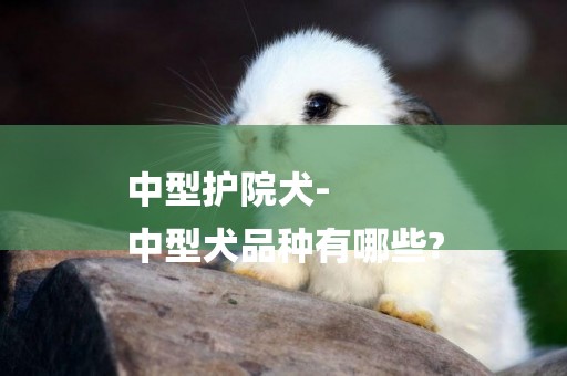 中型護院犬-
中型犬品種有哪些?