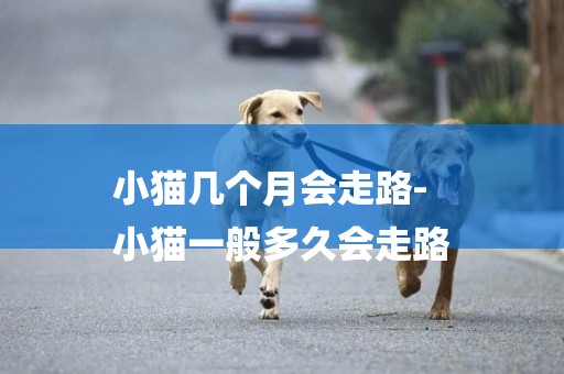 小貓幾個月會走路-
小貓一般多久會走路