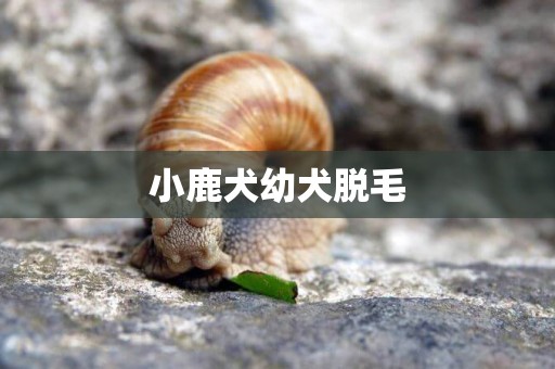 小鹿犬幼犬脫毛