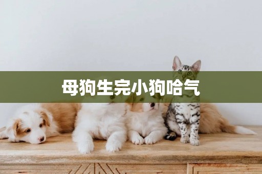 母狗生完小狗哈氣