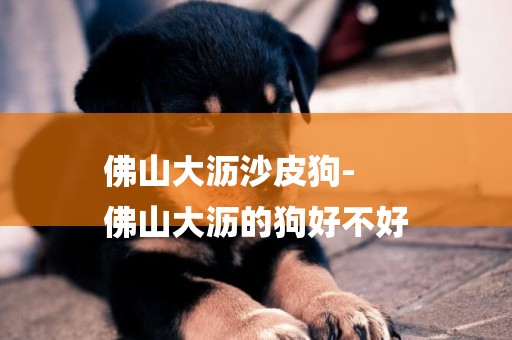 佛山大瀝沙皮狗-
佛山大瀝的狗好不好