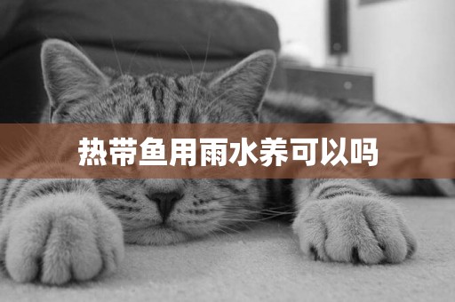熱帶魚用雨水養可以嗎