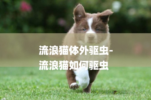 流浪貓體外驅蟲-
流浪貓如何驅蟲