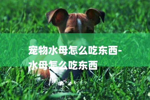 寵物水母怎么吃東西-
水母怎么吃東西