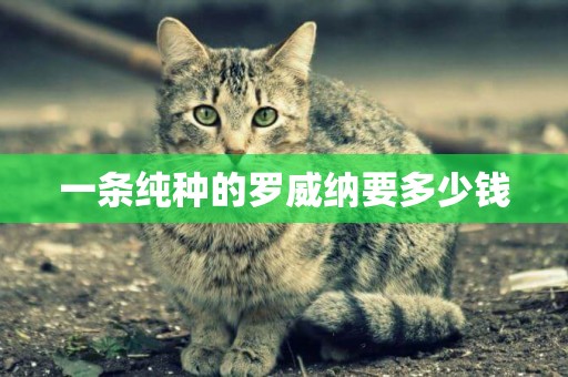 一條純種的羅威納要多少錢