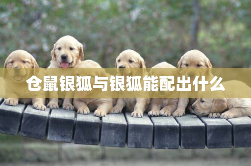 倉鼠銀狐與銀狐能配出什么