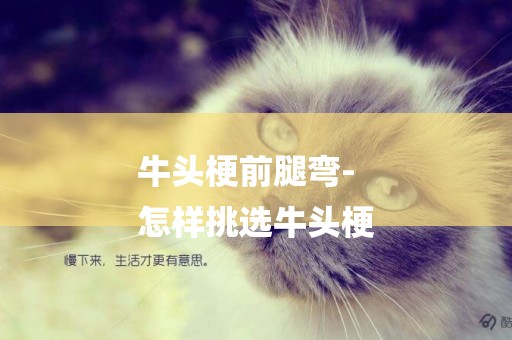 牛頭梗前腿彎-
怎樣挑選牛頭梗