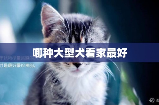 哪種大型犬看家最好