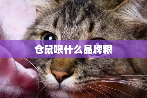 倉鼠喂什么品牌糧