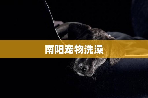 南陽寵物洗澡