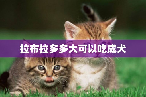 拉布拉多多大可以吃成犬