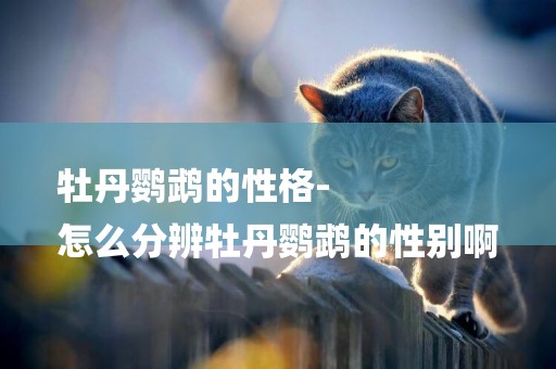 牡丹鸚鵡的性格-
怎么分辨牡丹鸚鵡的性別啊