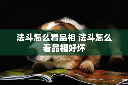 法斗怎么看品相 法斗怎么看品相好壞