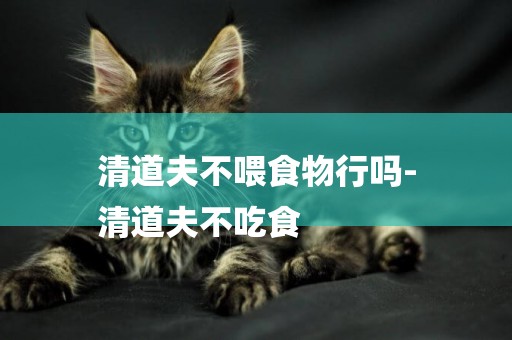 清道夫不喂食物行嗎-
清道夫不吃食