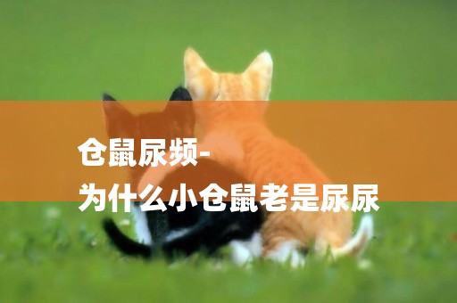 倉鼠尿頻-
為什么小倉鼠老是尿尿
