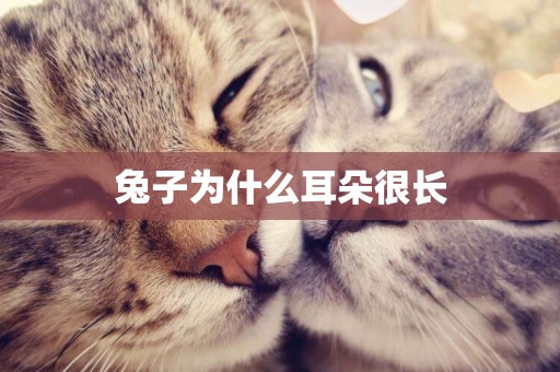 兔子為什么耳朵很長