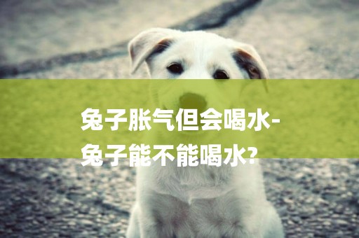 兔子脹氣但會喝水-
兔子能不能喝水?