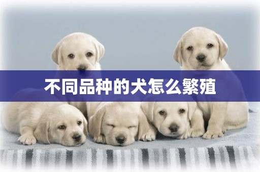 不同品種的犬怎么繁殖