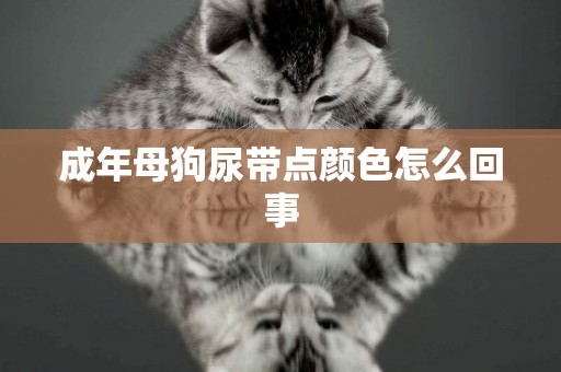 成年母狗尿帶點顏色怎么回事